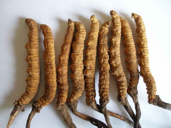 Giới thiệu con đông trùng hạ thảo Tây Tạng 