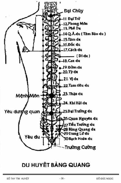 Các huyệt ở lưng