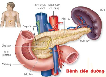 Nitric Oxide giúp kiểm soát bệnh tiểu đường hiệu quả