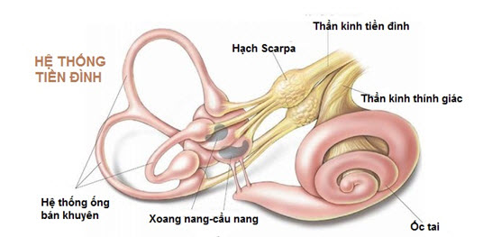 Bị rối loạn tiền đình  dùng sản phẩm  gì? 