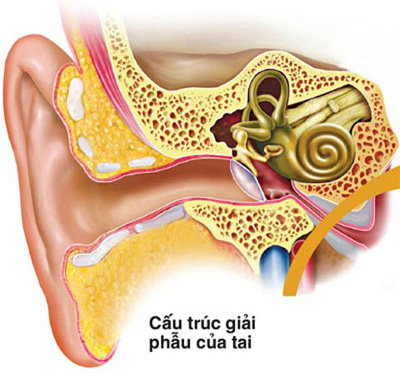 Hệ thống tiền đình trong ốc tai