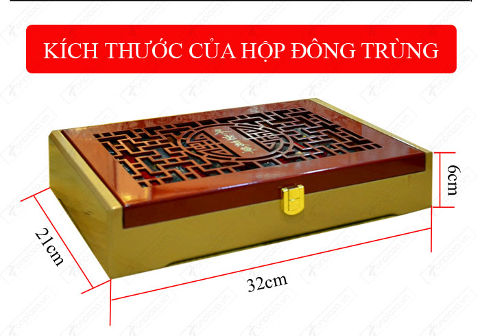 đặc điểm nhận biết Đông trùng hạ thảo nguyên con cao cấp thượng hạng loại 20g/hộp D054 chính hãng 4