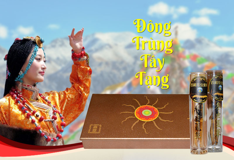 Đông trùng hạ thảo cao cấp loại 10g D008 1