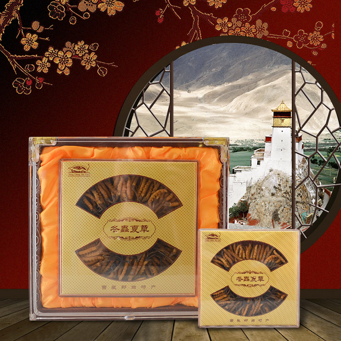 Đông trùng hạ thảo nguyên con Cao Cấp 100g D012 1 Đông trùng hạ thảo nguyên con Cao Cấp 100g D012 1