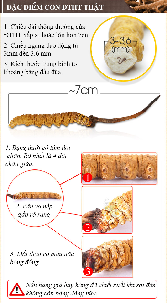 Đông trùng hạ thảo nguyên con Cao Cấp 100g D012 5 Đông trùng hạ thảo nguyên con Cao Cấp 100g D012 5