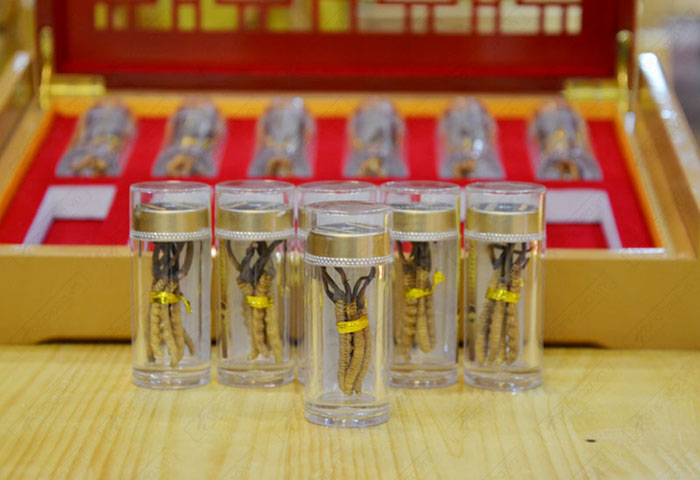 Đông trùng hạ thảo nguyên con loại đặc biệt 20g/12 ống/hộp D055 5 Đông trùng hạ thảo nguyên con loại đặc biệt 20g/12 ống/hộp D055 5