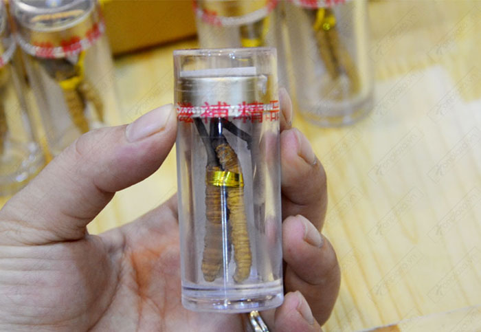 Đông trùng hạ thảo nguyên con loại đặc biệt 20g/12 ống/hộp D055 6 Đông trùng hạ thảo nguyên con loại đặc biệt 20g/12 ống/hộp D055 6