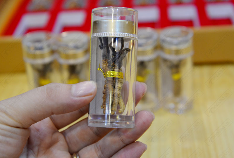 Đông trùng hạ thảo nguyên con cao cấp thượng hạng loại 20g/hộp ( hộp 12 ống) D054 7 Đông trùng hạ thảo nguyên con cao cấp thượng hạng loại 20g/hộp ( hộp 12 ống) D054 7