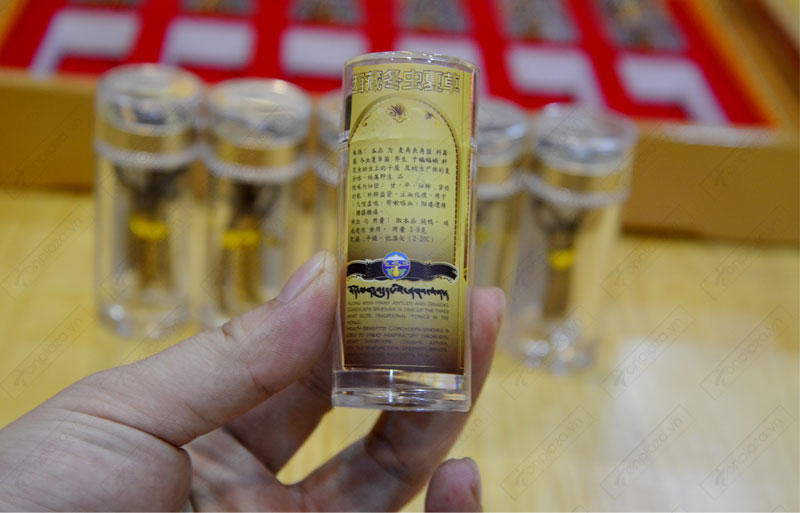 Đông trùng hạ thảo nguyên con cao cấp thượng hạng loại 20g/hộp ( hộp 12 ống) D054 8 Đông trùng hạ thảo nguyên con cao cấp thượng hạng loại 20g/hộp ( hộp 12 ống) D054 8