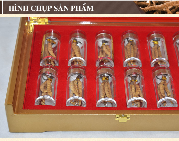 Đông trùng hạ thảo đặc biệt loại 20g D006 8 Đông trùng hạ thảo đặc biệt loại 20g D006 8