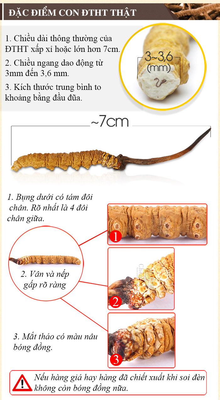 Đông trùng hạ thảo loại thường 10g D002 7