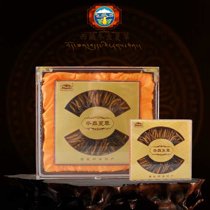 ĐTHT nguyên con Cao Cấp 100g Hộp đông trùng hạ thảo nguyên con Cao Cấp 100g