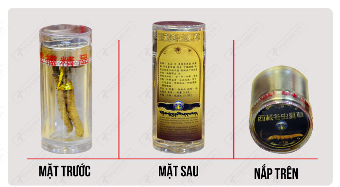 phân biệt Đông trùng hạ thảo nguyên con loại đặc biệt 20g/12 ống/hộp D055 4 phân biệt Đông trùng hạ thảo nguyên con loại đặc biệt 20g/12 ống/hộp D055 4