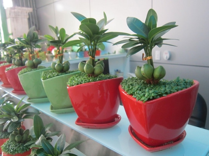 Chậu cây phong thủy mang lại tài lộc cho dịp tết Chậu cây phong thủy mang lại tài lộc cho dịp tết