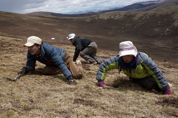 Quá trình tìm kiếm đông trùng hạ thảo Tây Tạng