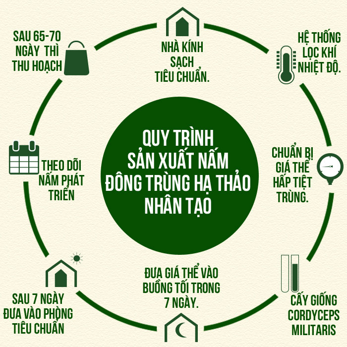 Quy trình sản xuất nấm đông trùng hạ thảo nhân tạo Quy trình sản xuất nấm đông trùng hạ thảo nhân tạo