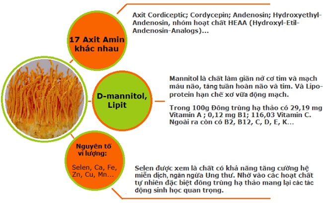 Thành phần nấm đông trùng hạ thảo