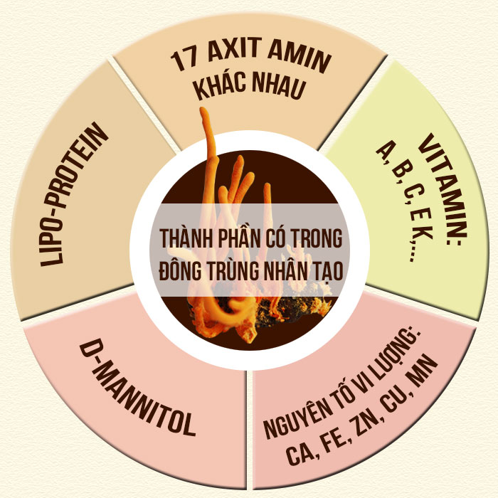 Thành phần trong nấm đông trùng hạ thảo nhân tạo Thành phần trong nấm đông trùng hạ thảo nhân tạo