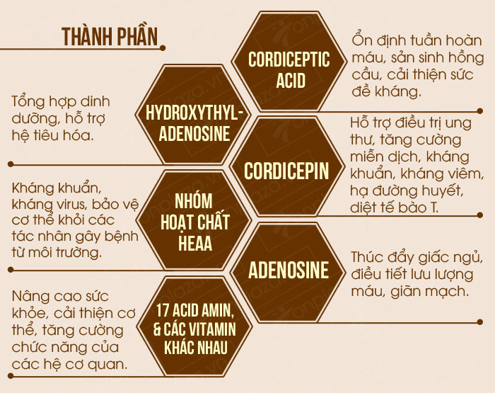 thành phần và công dụng của đông trùng hạ thảo nguyên con