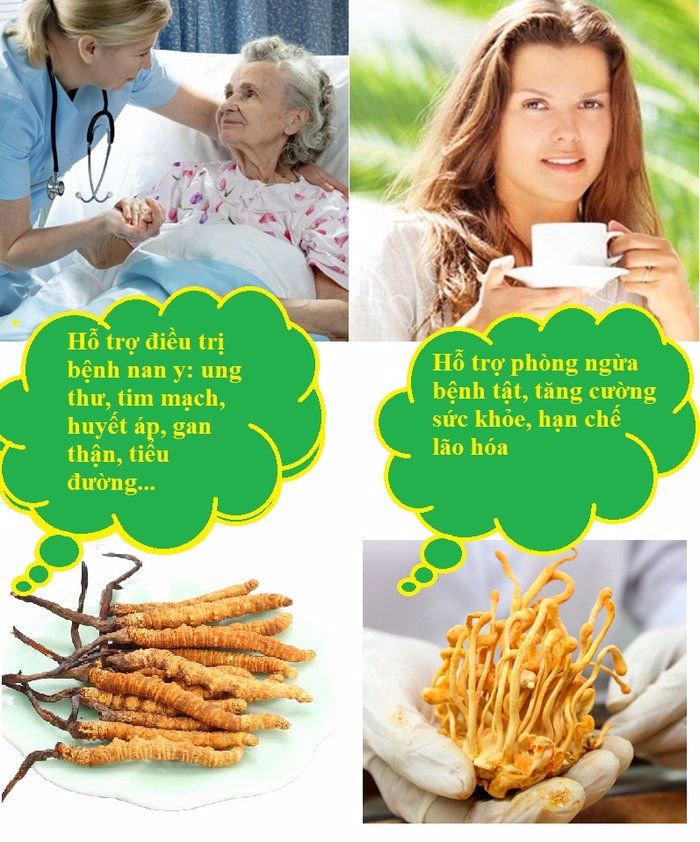 Tùy từng tình trạng sức khỏe mà lựa chọn loại đông trùng hạ thảo khác nhau Tùy từng tình trạng sức khỏe mà lựa chọn loại đông trùng hạ thảo khác nhau